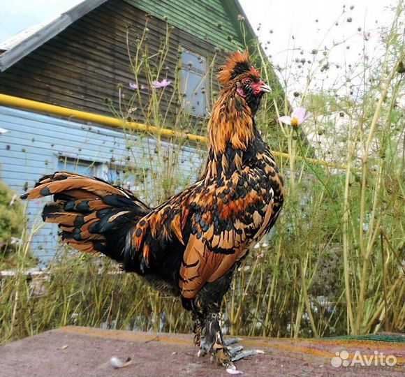 Куры петухи