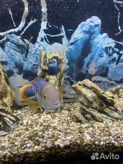 Аквариумные рыбки Акара бирюзовая