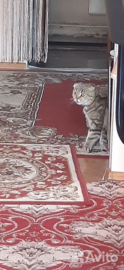 Британская вислоухая кошка