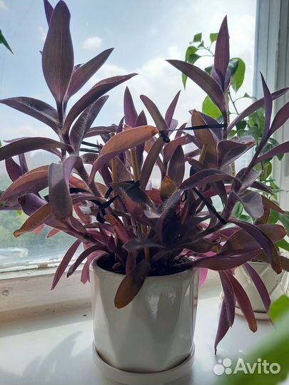 Домашнее растение Сеткреазия цветок