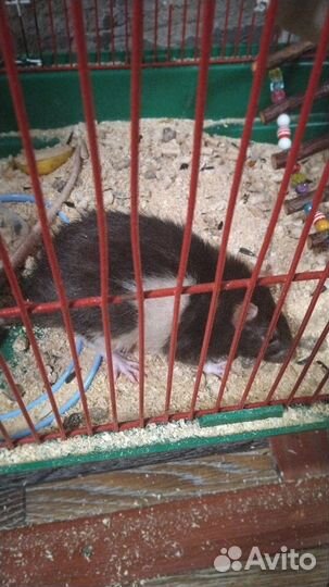 Крыса дамбо мальчик