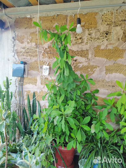 Синадениум Гранта Молочай