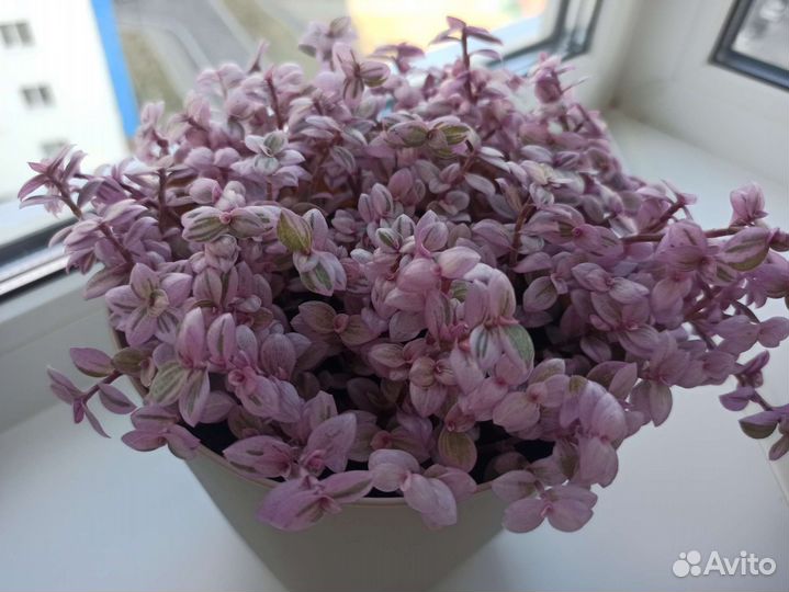 Каллизия, черенки