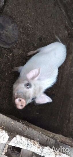 Хряк породы вьетнамской вислобрюхой