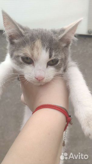 Кошка в дар бесплатно