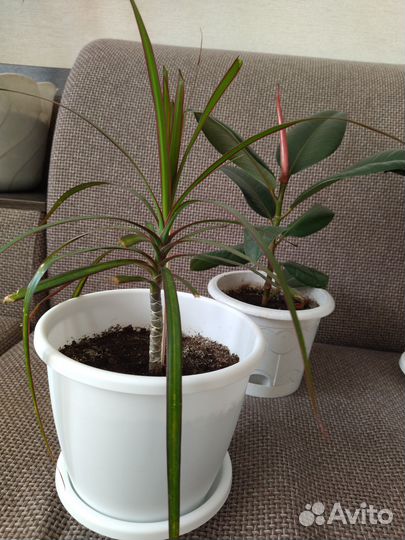 Комнатные цветы