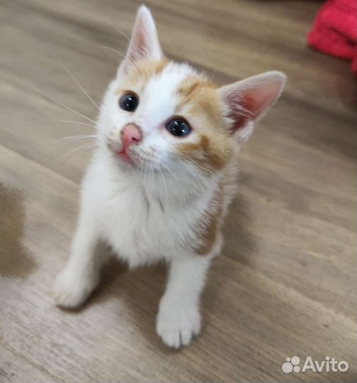 Кошка в дар