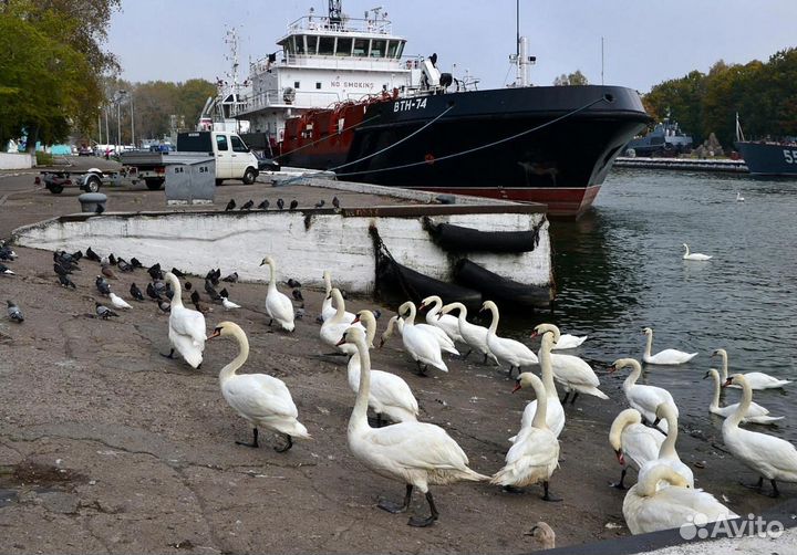 Экскурсия Янтарный и Балтийск
