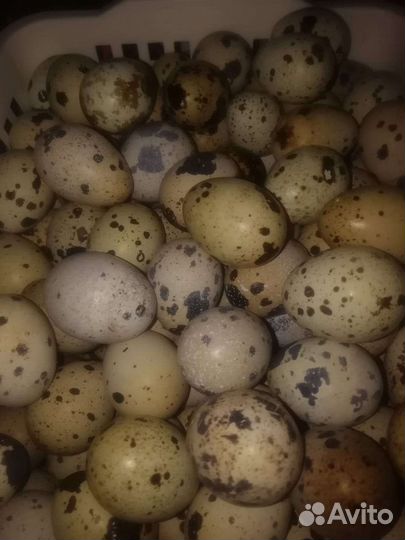 Яйца перепелиные, куринные домашние, птица