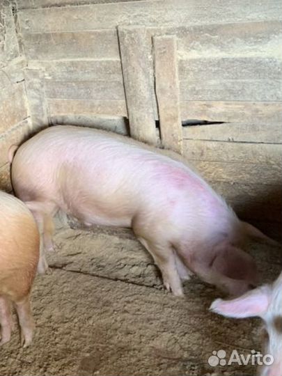 Хряк ландрас