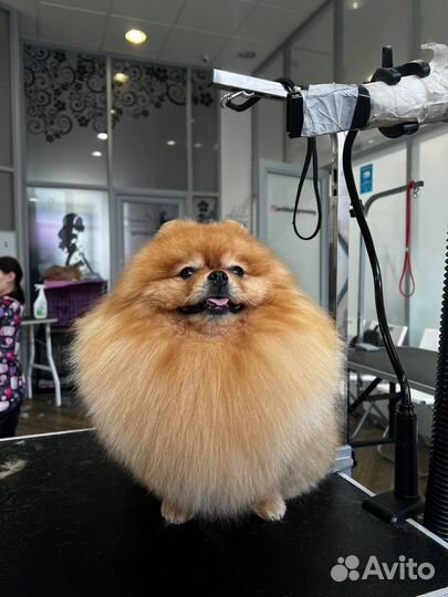 Грумер на дому или с выездом