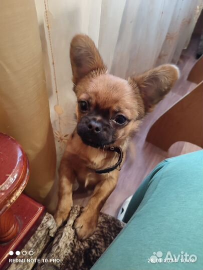 Собака в добрые руки отдам бесплатно