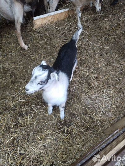 Продам козлят
