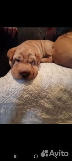 Щенки шарпея