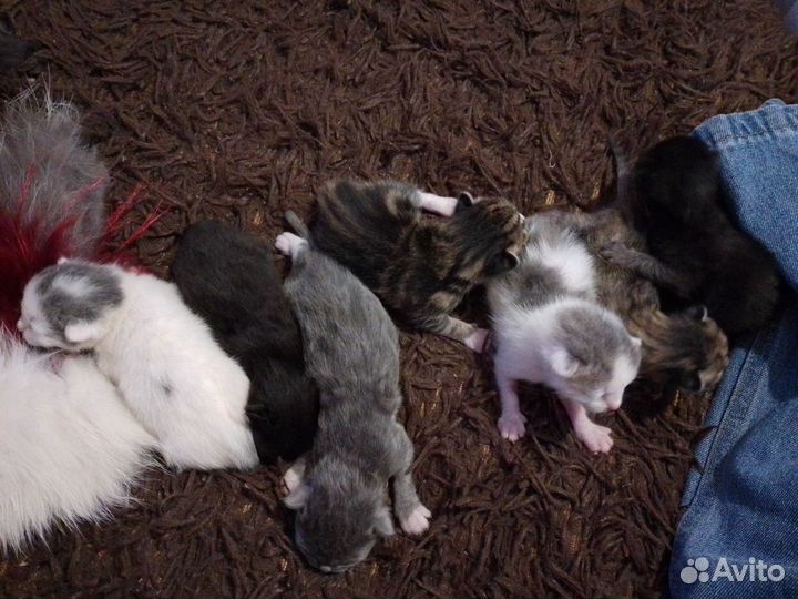 Котята в добрые руки