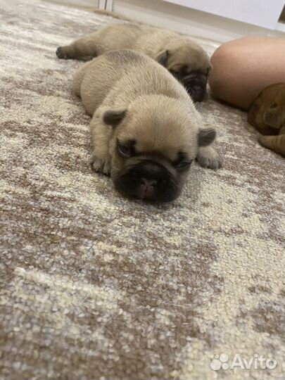 Французский бульдог