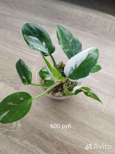 Филодендрон белая принцесса