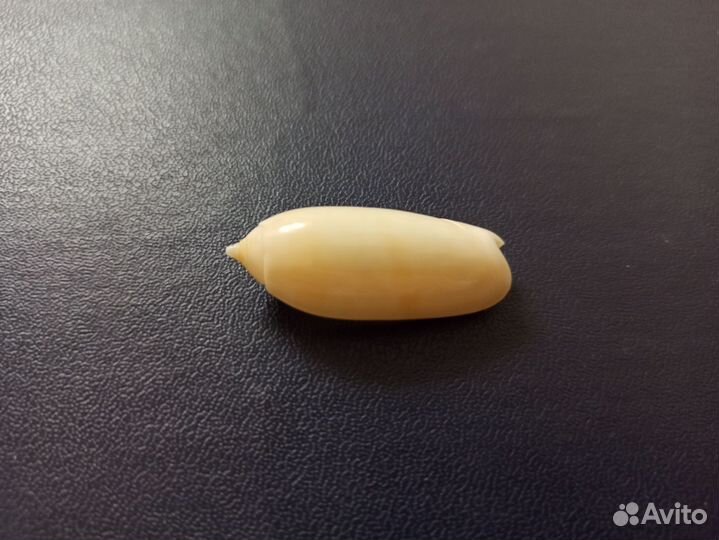 Морская раковина