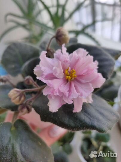 Детки сортовых фиалок