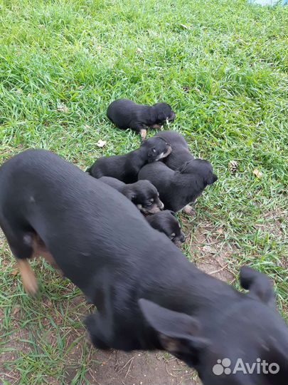 Той-терьер щенки