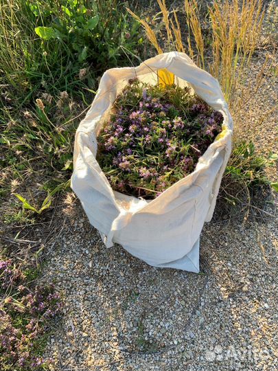 Чабрец Крымский