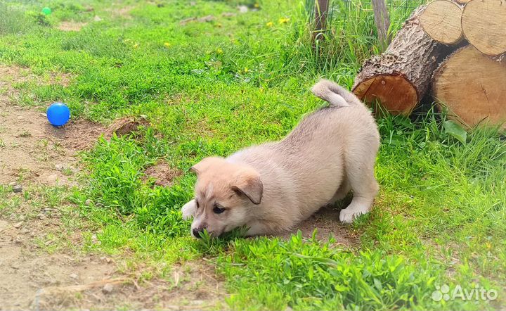 Щенки лайки