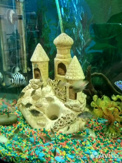 Рыбки цихлиды