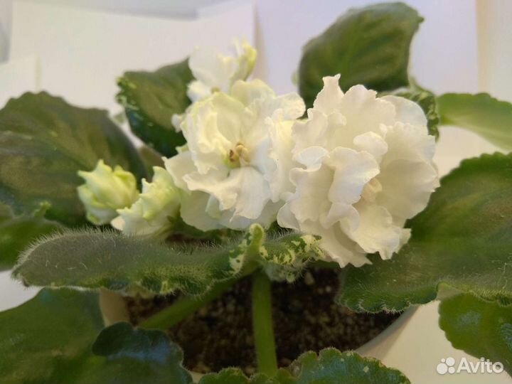 Сортовые фиалки