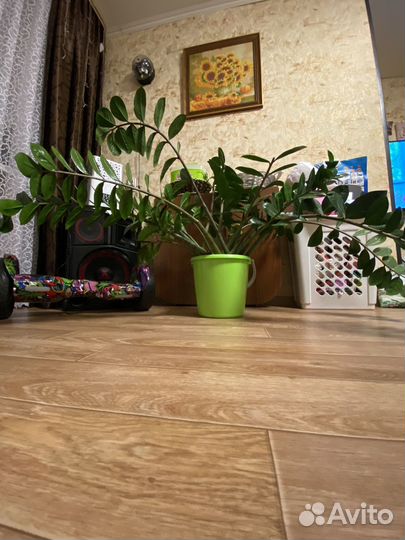 Замиокулькас