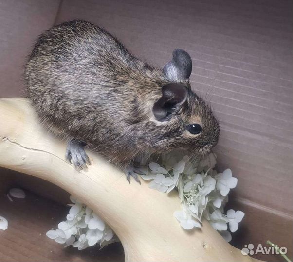 Белка дегу, все окрасы