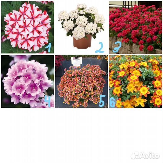 Вербена, биденс, немезия, остеоспермум, аллисум