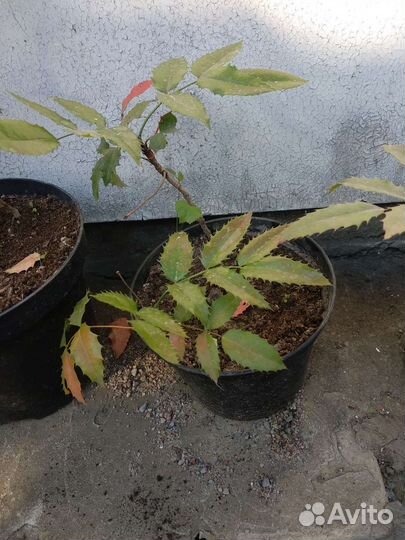 Магония падуболистная, форзиция,виноград девичий