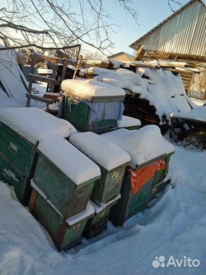 Продам пчелосемьи