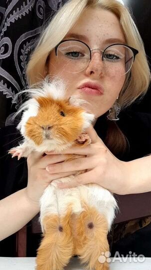 Морская свинка вязка