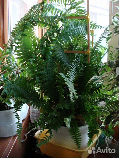 Продам папоротник