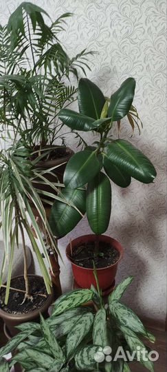 Фикус каучуконосный