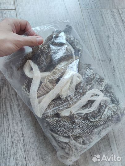 Линька змеи