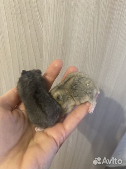 Джунгарский хомяк