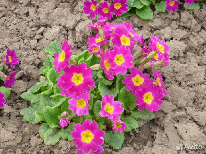 Цветы примула