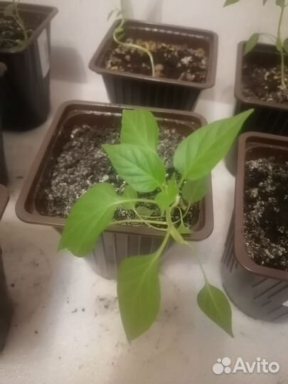 Рассада комнатного перчика огонек