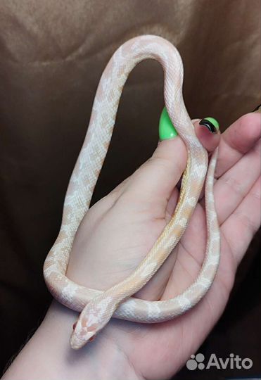 Змея маисовый полоз