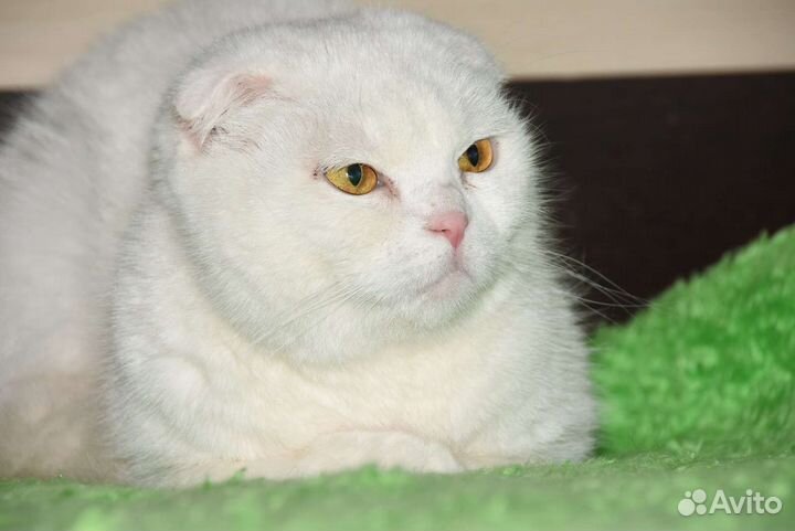 Кошечка в добрые руки
