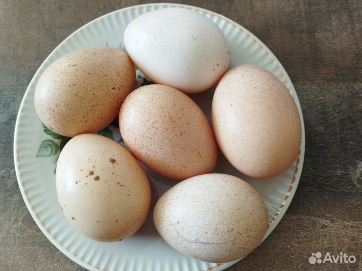 Яйцо домашнее куриное и индюшиное