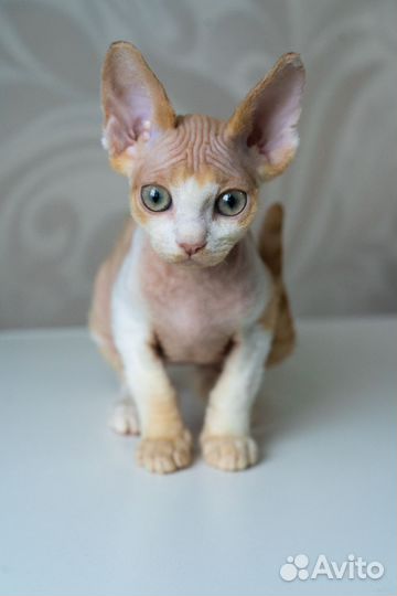 Котята девон-рекс