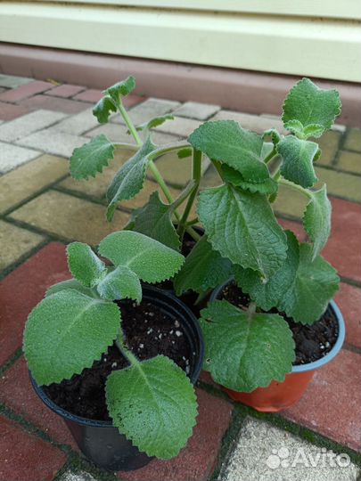 Комнатные цветы