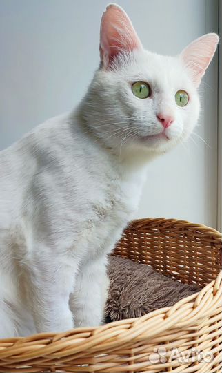 Кот Батон