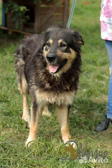 Настоящий охранник Бурят ищет дом