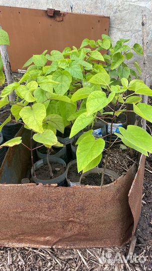 Саженцы катальпы