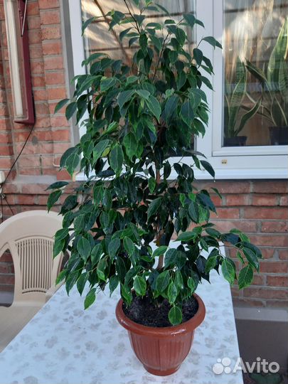 Фикус бенджамина большой