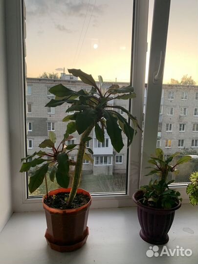 Комнатные цветы молочай